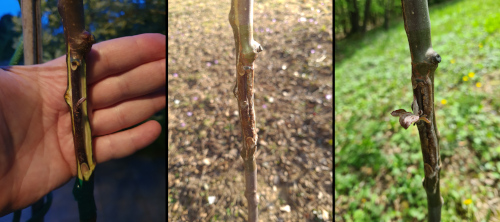 A lost graft comes back to life A lost graft comes back to life