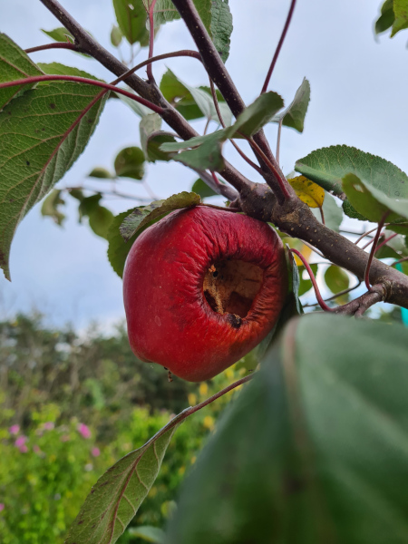 Apple eaten by flying insects