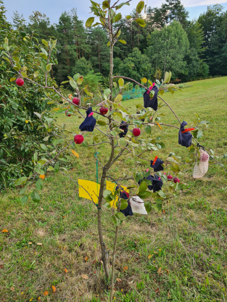 Apple tree with different insect deterents